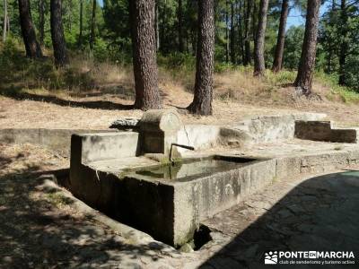 Pinares de Piedralaves; excursiones desde madrid cerezos en flor valle del jerte nacimiento del río